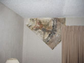 Mold on drywall